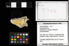 Foto (Objekt + Etiketten) von Goniodromites sp. 